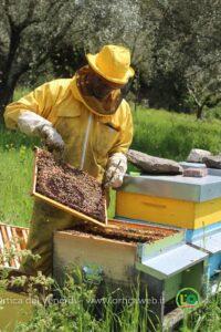 Donna apicoltore, sorriso e sicurezza in fattoria con tuta da